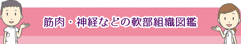 筋肉・神経などの軟部組織図鑑